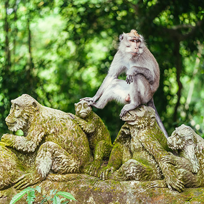 Square Preview of the Ubud Monkey Forest