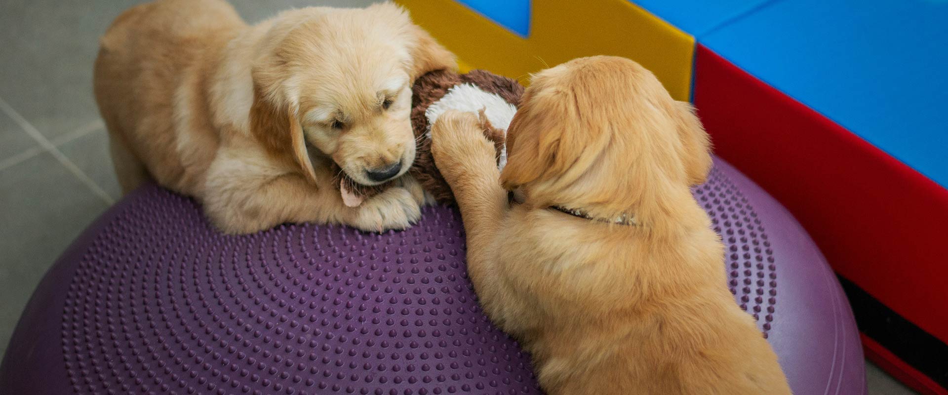 Background of Puppy Yoga Morning at Anginsepoi