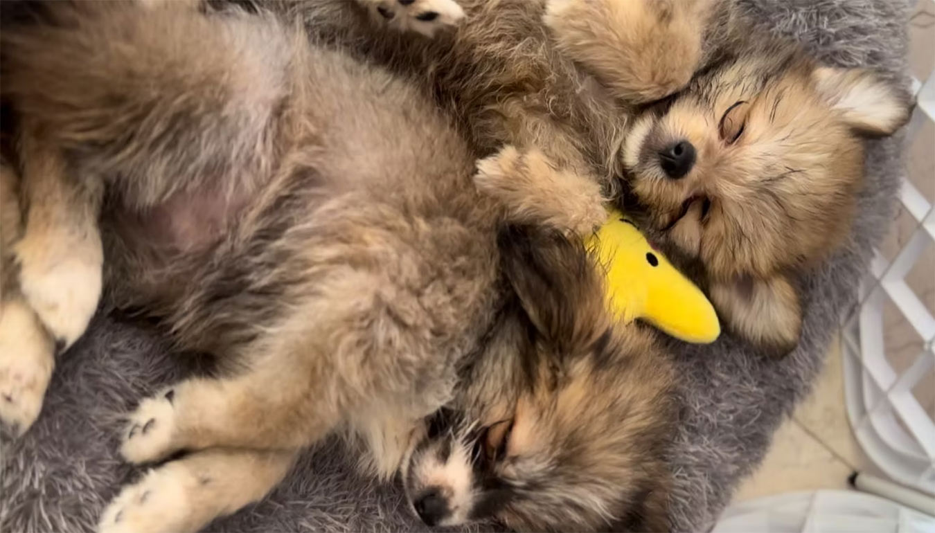 Sleeping puppies at Puppy Yoga Morning