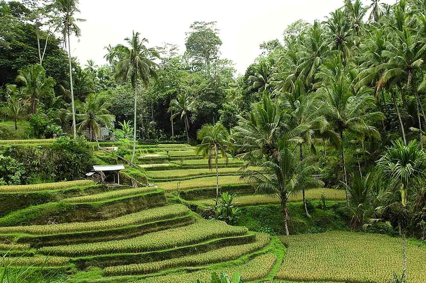Landscape of Tegallalang Rice Terraces in Bali