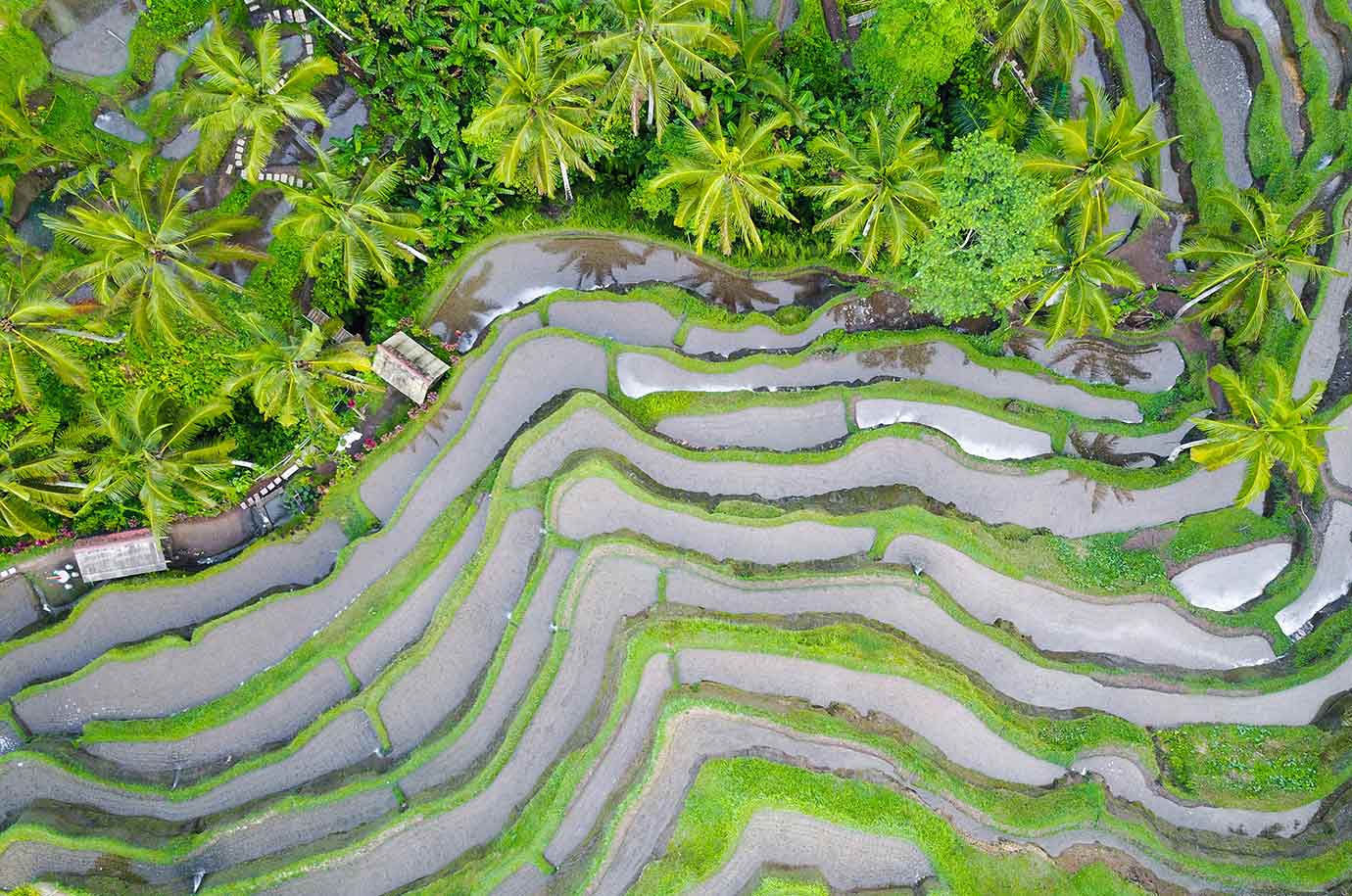 Aerial view of Tegallalang Rice Terraces in Bali