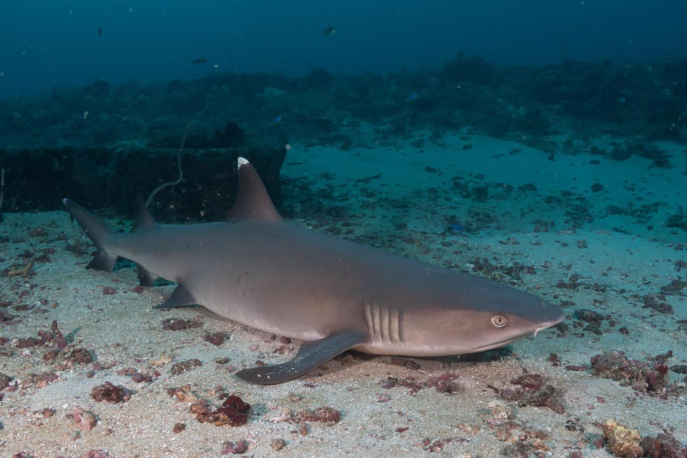 A shark on the bottom of the waters near Gili Islands