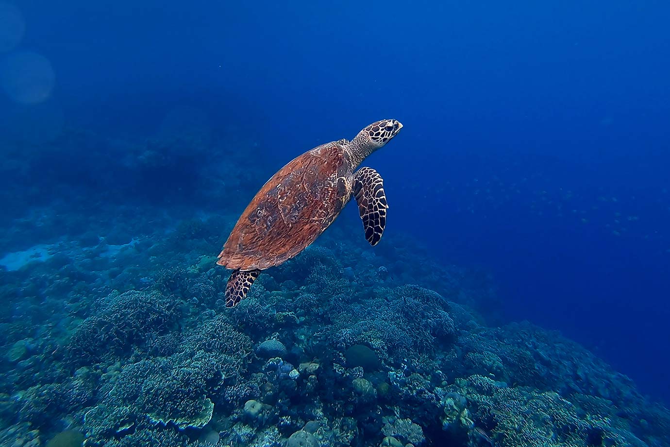 Turtle in the Turtle Conservation center in Gili