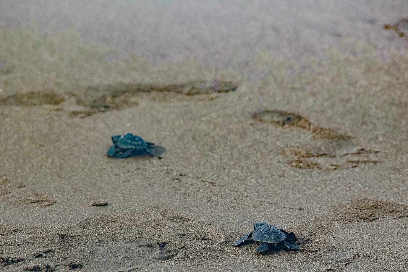 Small turtle at Turtle Conservation area