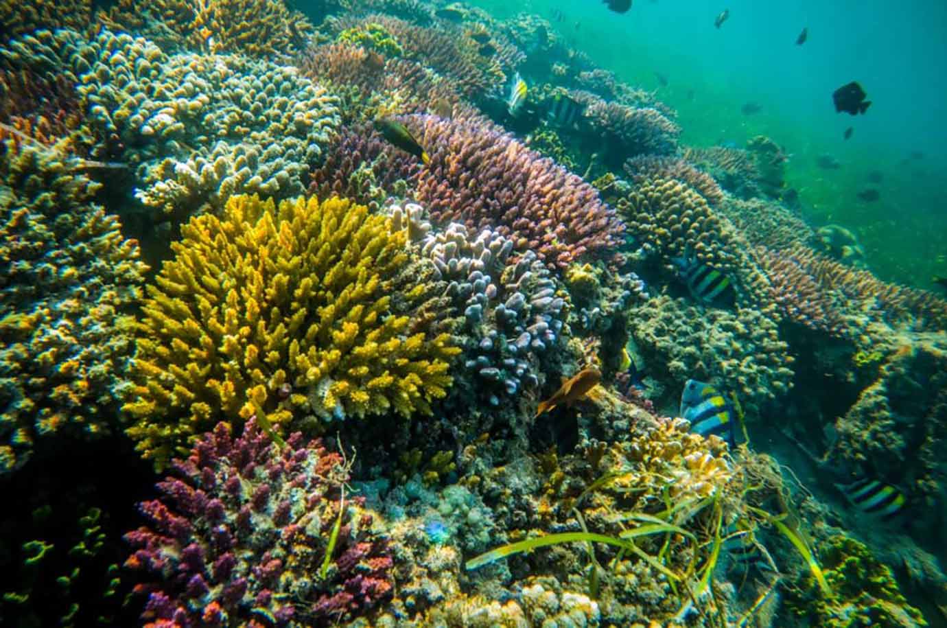 Coral reefs under the sea by Nusa Dua