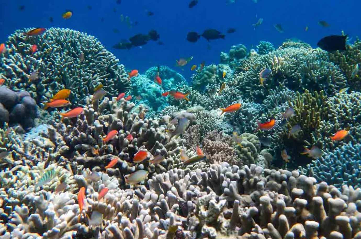 Marine Life by Nusa Dua island
