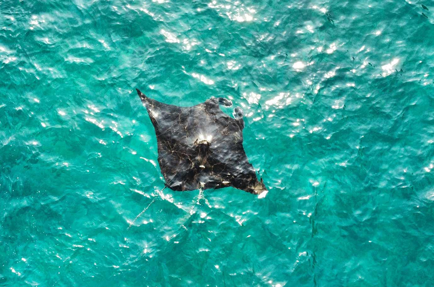 Manta Ray under the waters of Manta Bay