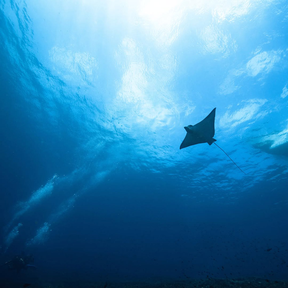 Manta Point spot for snorkeling