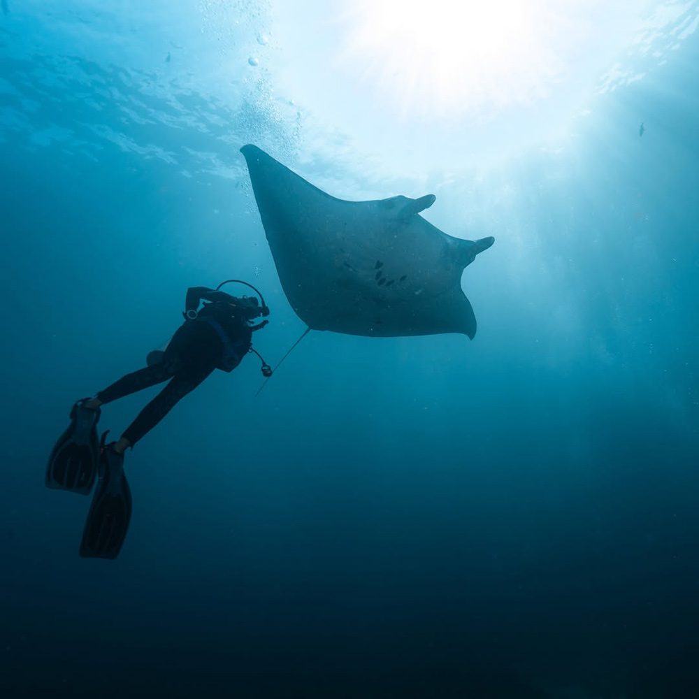 Snorkeling with manta ray at Manta Point