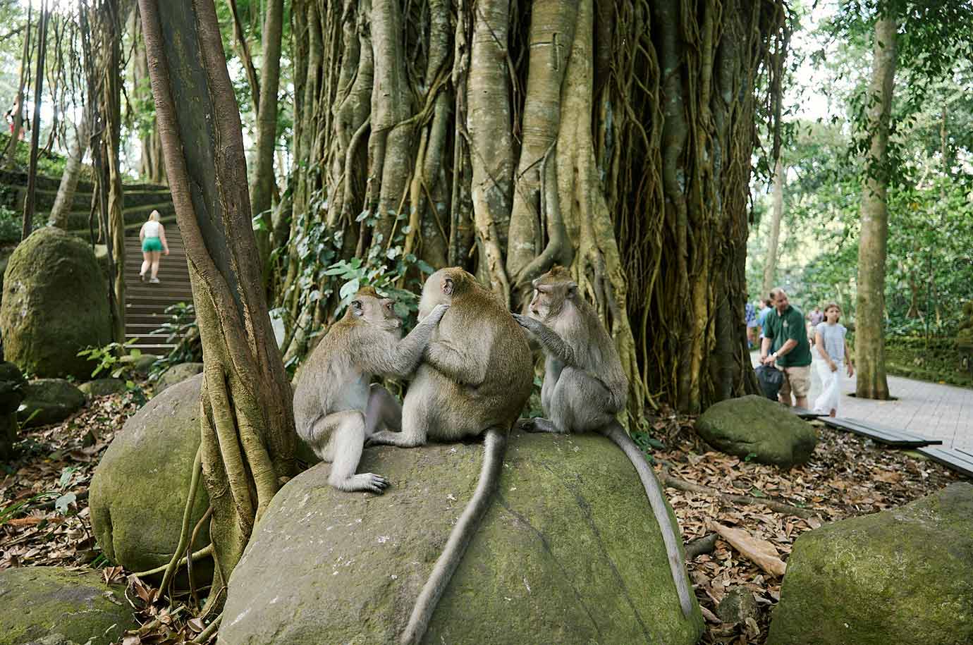 Monkey group from Sacred Monkey Forest