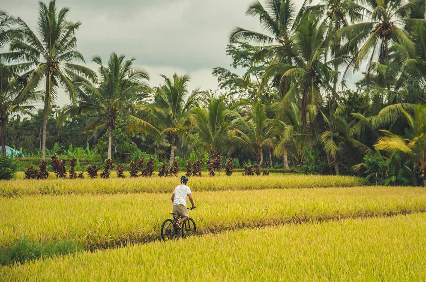 Bicycle at the hotel COMO Uma Ubud