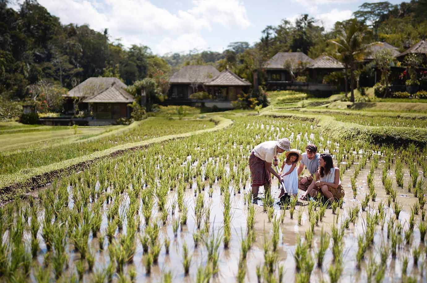 Rice fields at the hotel Mandapa