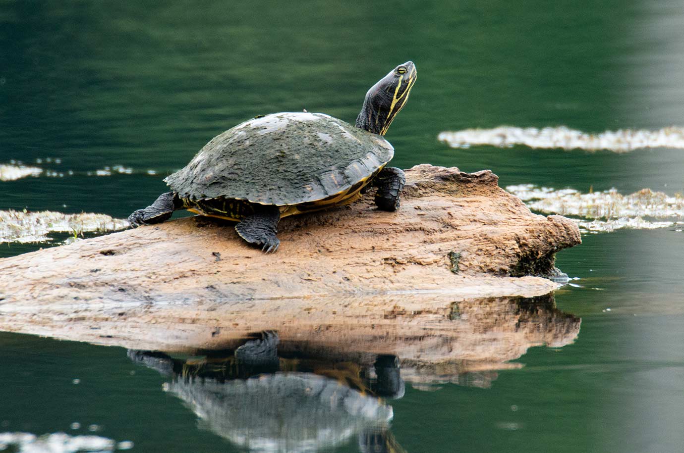 Turtle on the rock near Turtle Island