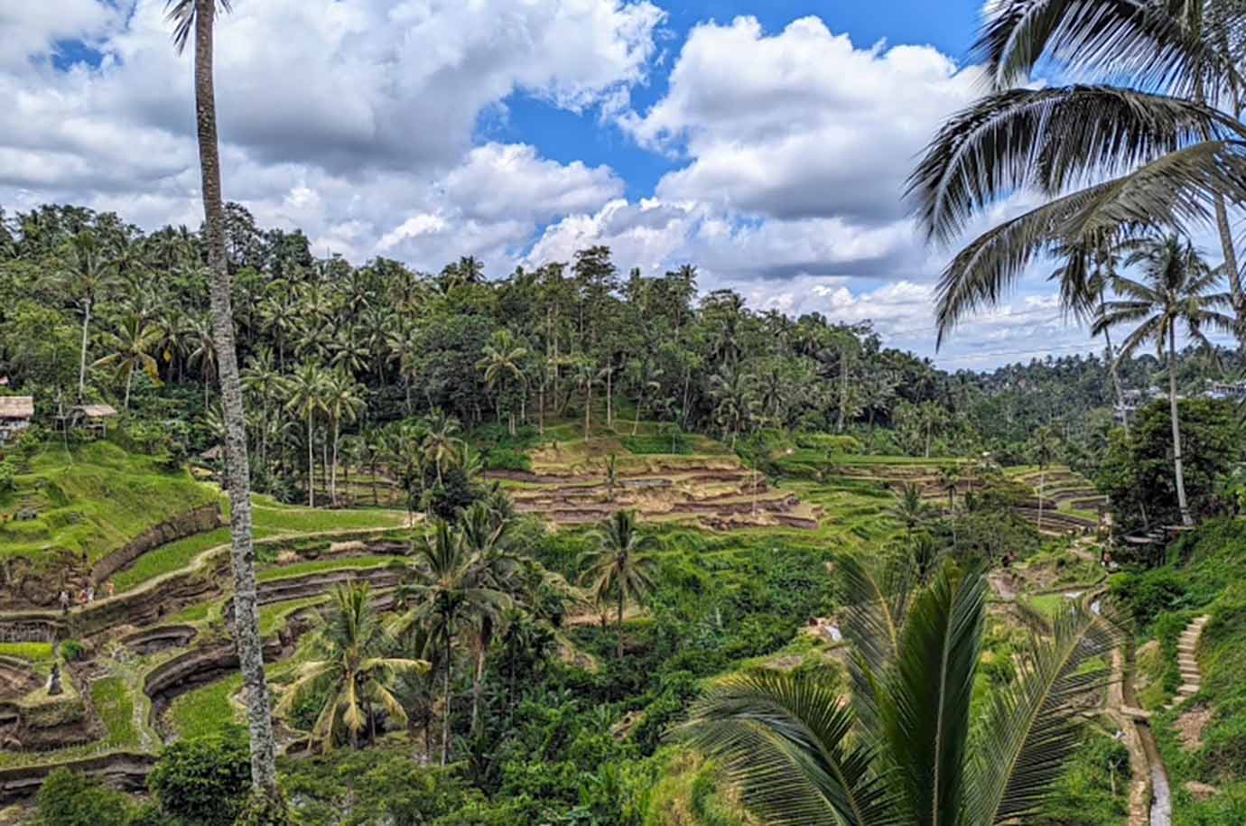 View of Abian Desa Rice Terrace