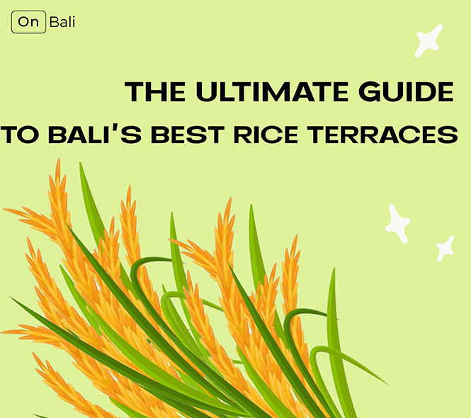 Rice ears from the Best Rice Terraces in Bali