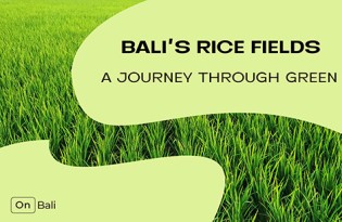 Preview of the Best Rice Terraces in Bali