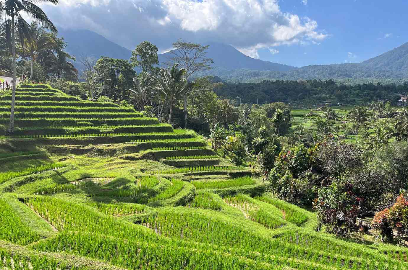 Layered Jatiluwih Rice Terraces