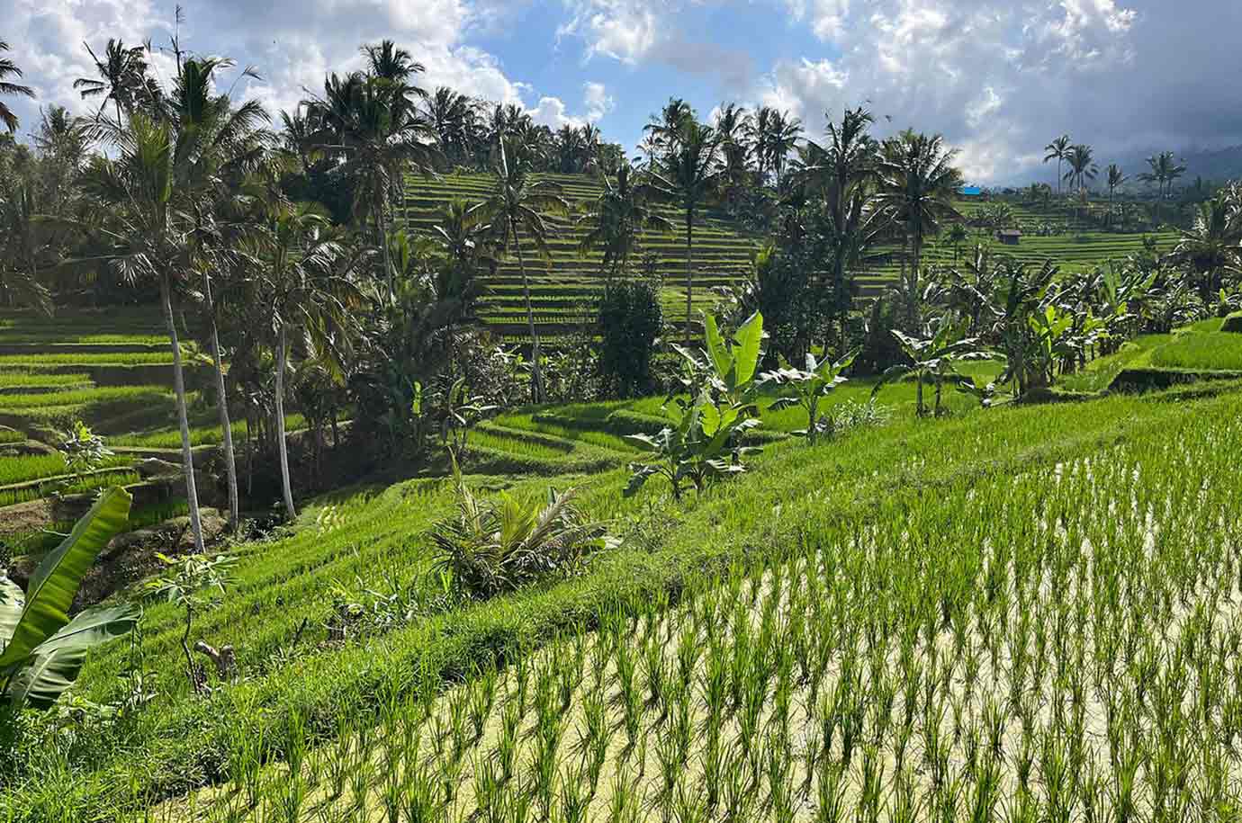 Green rice paddies from Jatiluwih Rice Terraces