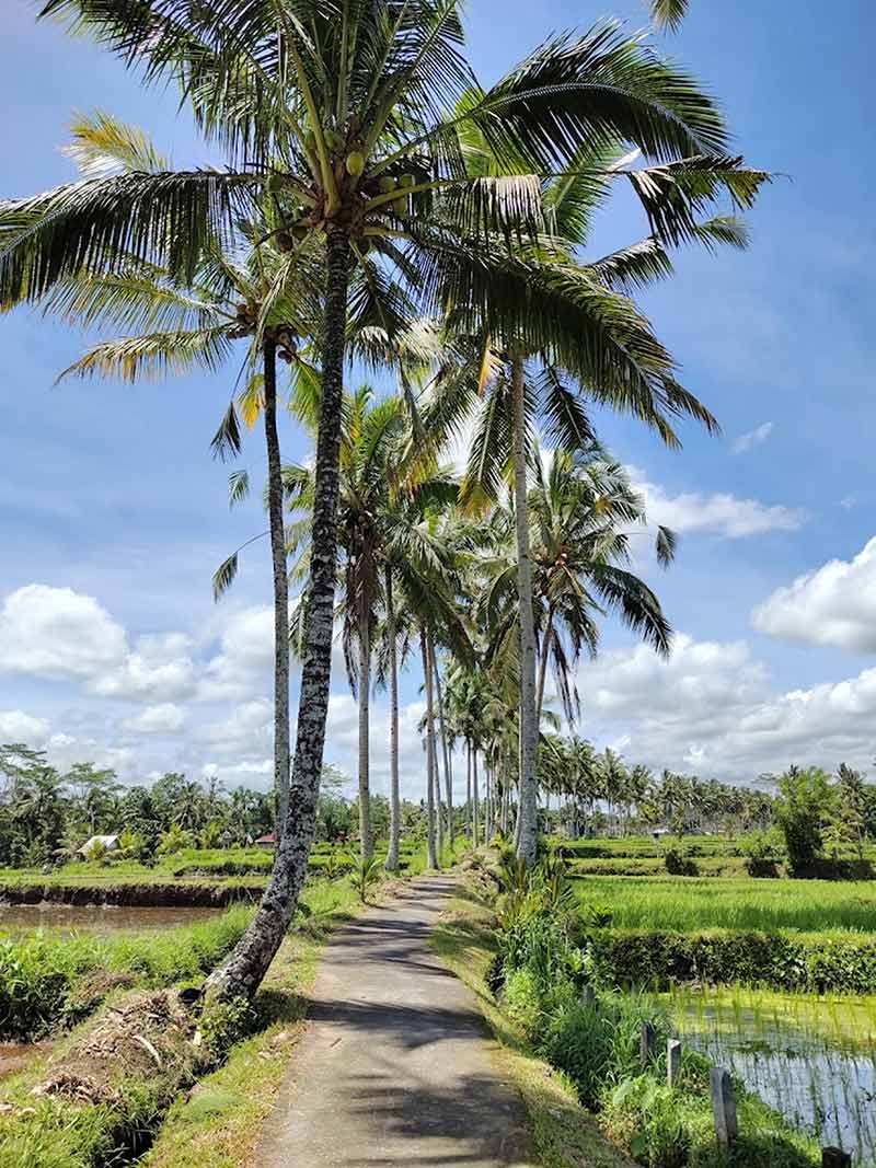 Palm trees at Mancingan Rice Terrace
