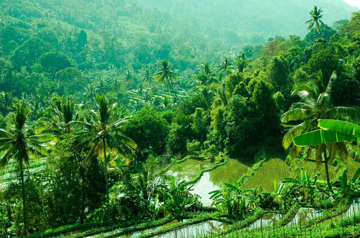 Munduk Rice Terraces surrounded by dense jungle