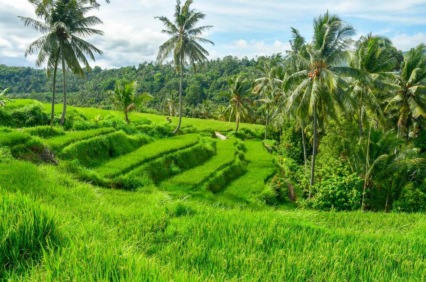 Munduk Rice Terraces with palm trees
