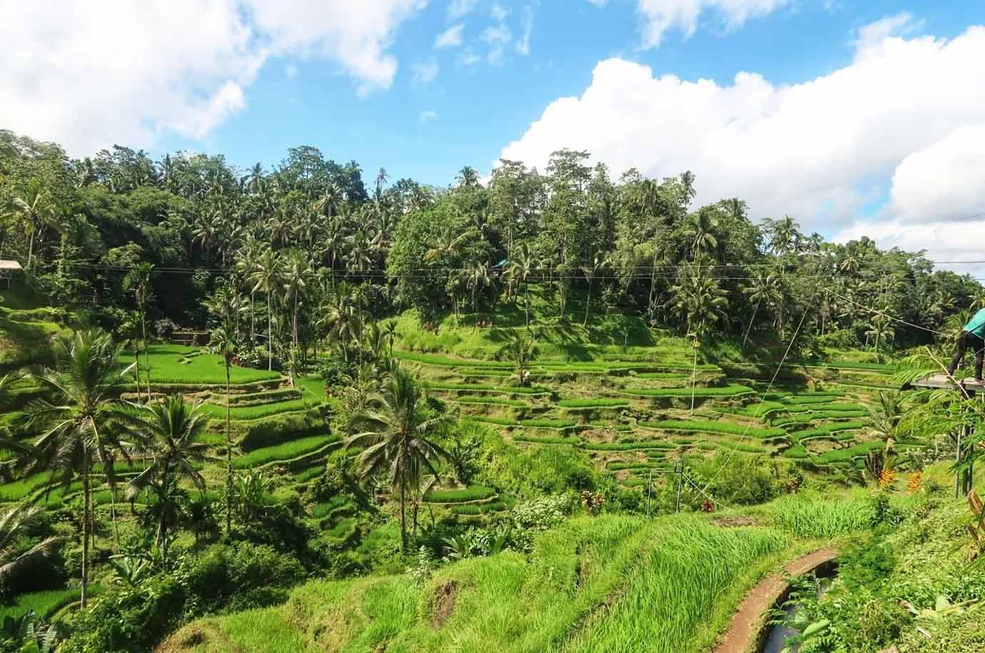 Wide view of Pakudui Rice Terrace