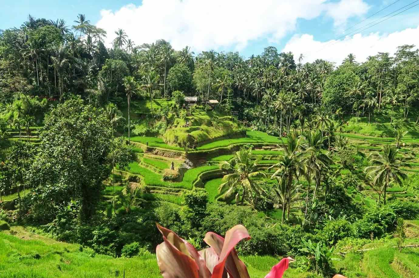 Pakudui Rice Terrace with tropical plants