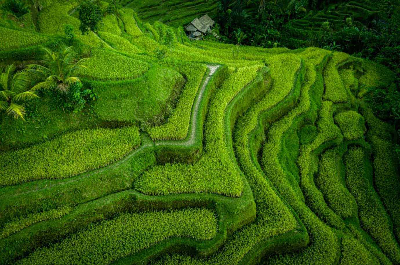 Curved green Tegalalang Rice Terrace