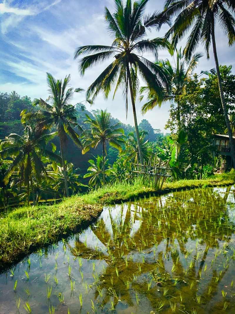 Tegalalang Rice Terrace with palm trees