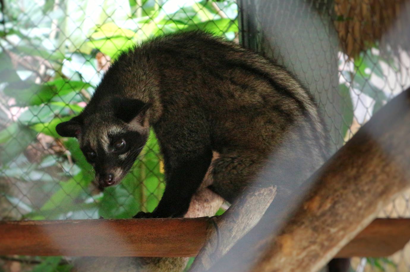 Animal from Balinese coffe plantation