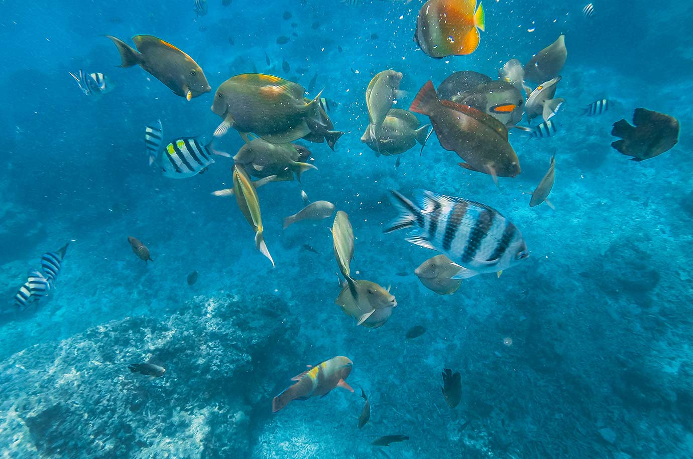 Different fish in the waters of Turtle Beach