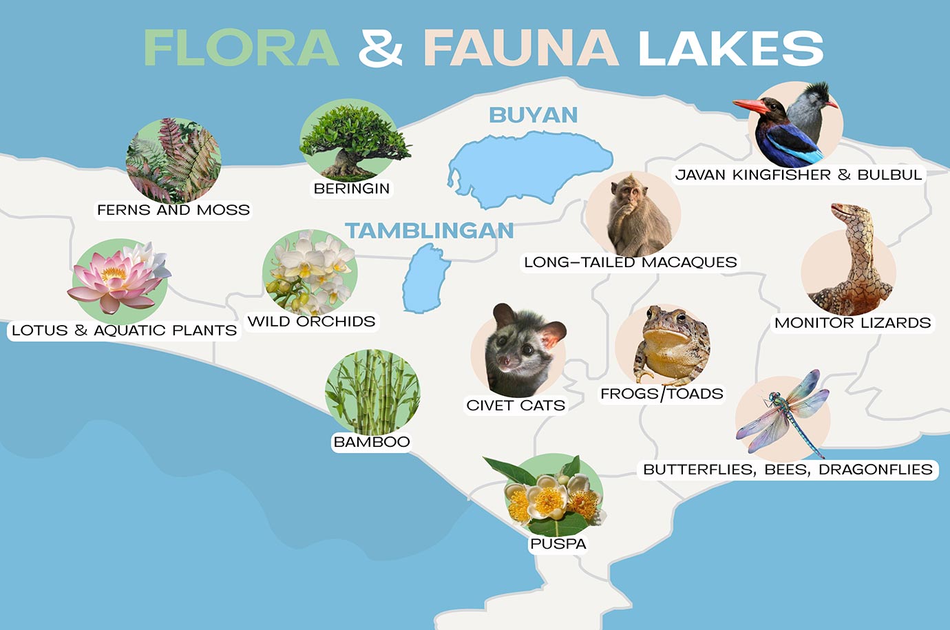 The map of flora and fauna around Bali's lakes