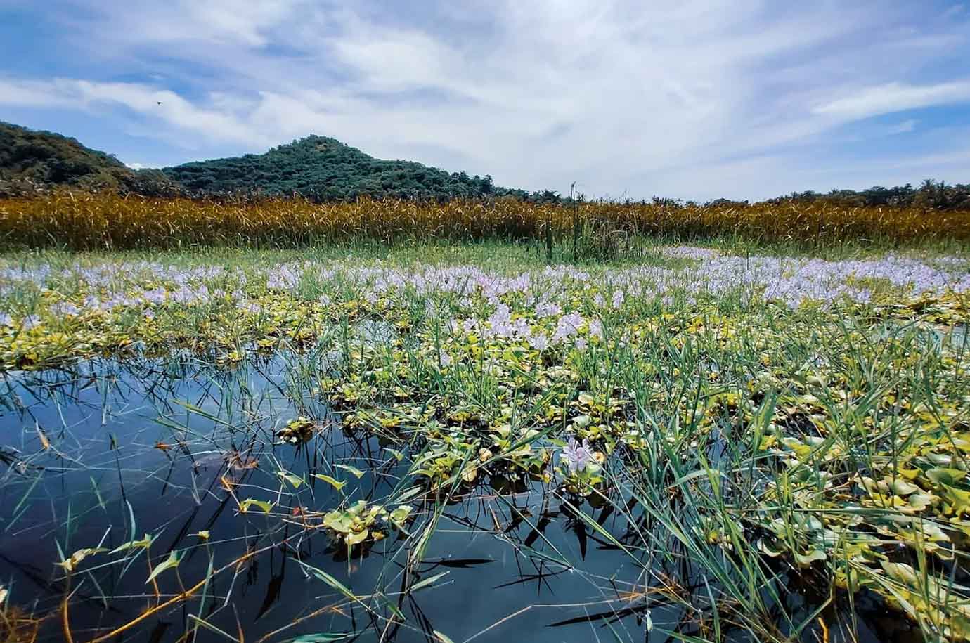 Swamp with plants of Lake Yeh Malet