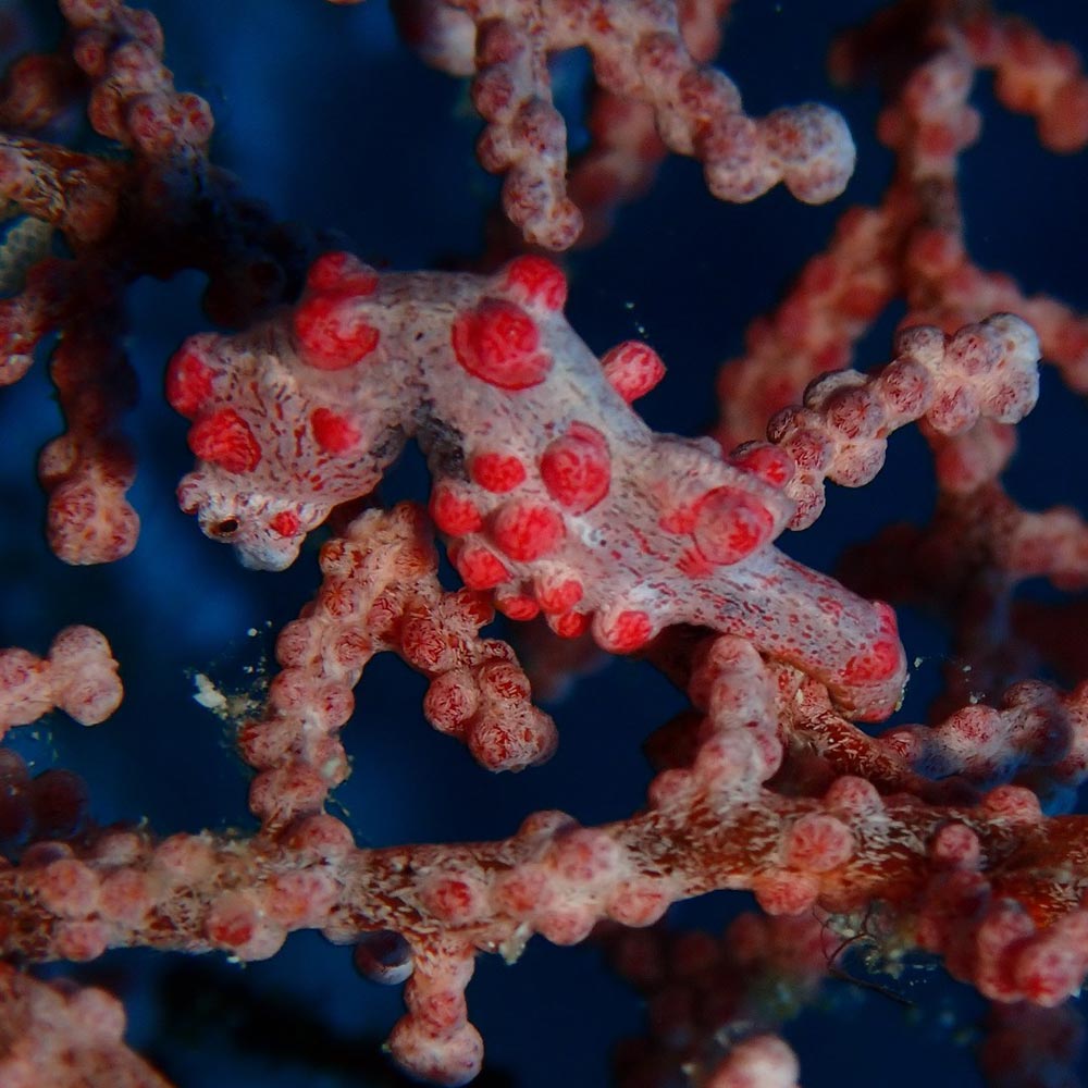 Corals at Deep Turbo diving spot