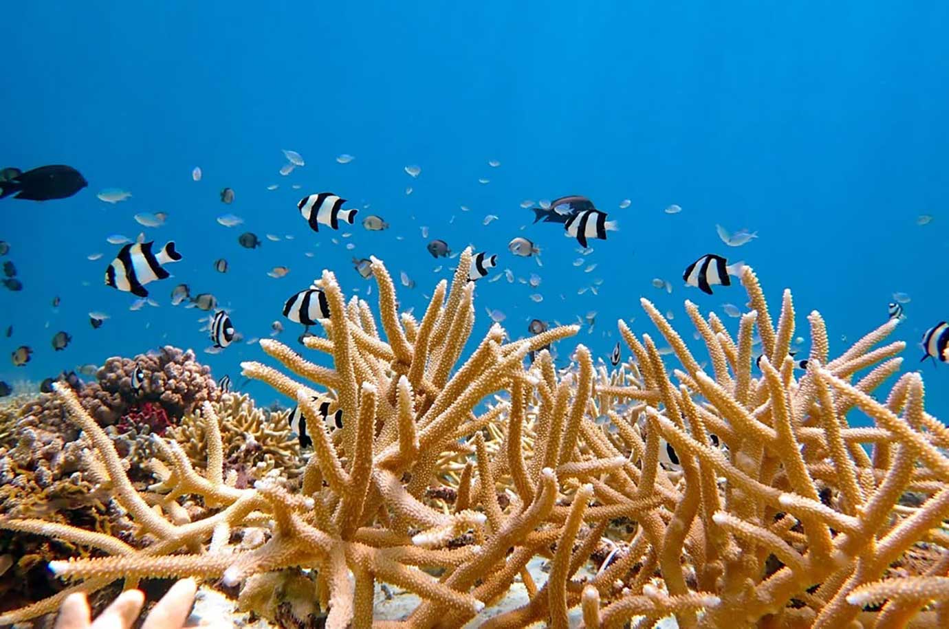 Coral reefs and fish at Deep Turbo diving spot
