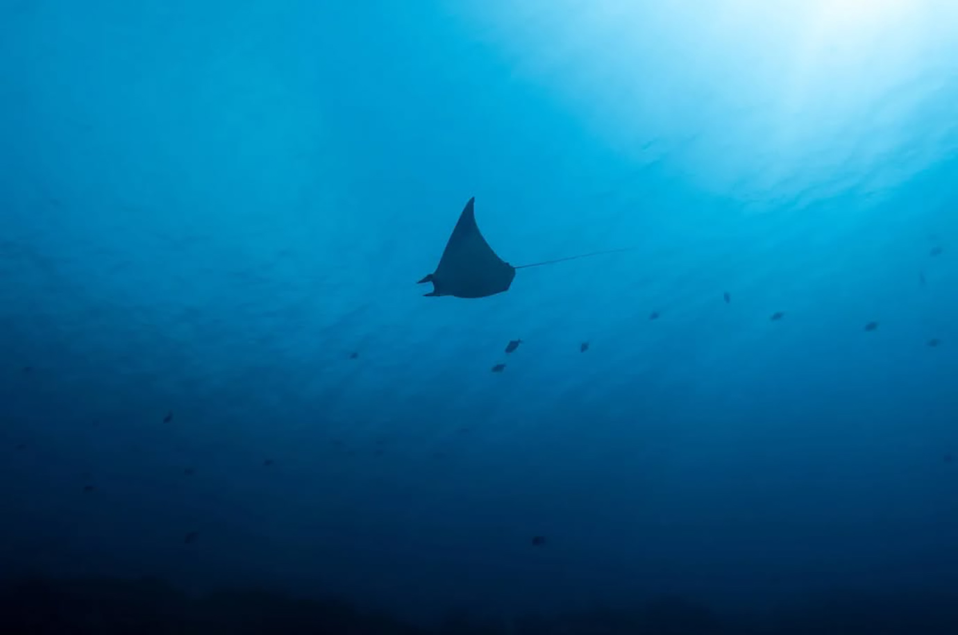 Manta ray swimming at Halik Reef diving spot