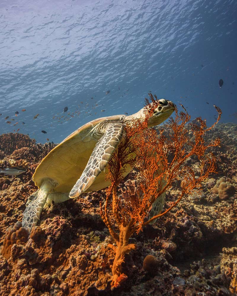 Turtle swimming at Halik Reef diving spot