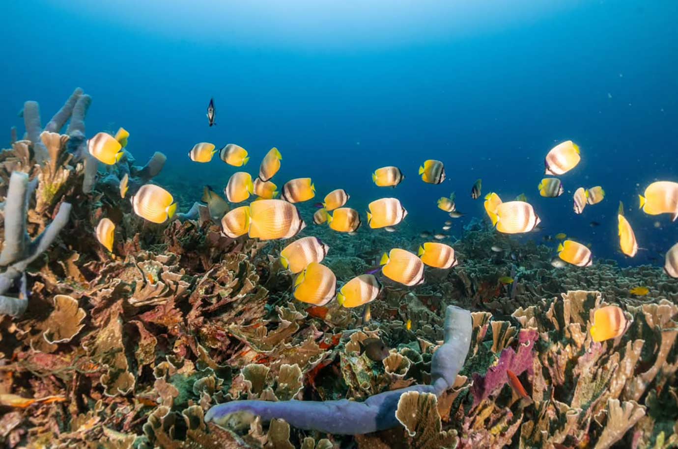 Fish and corals at Japanese Wreck diving spot