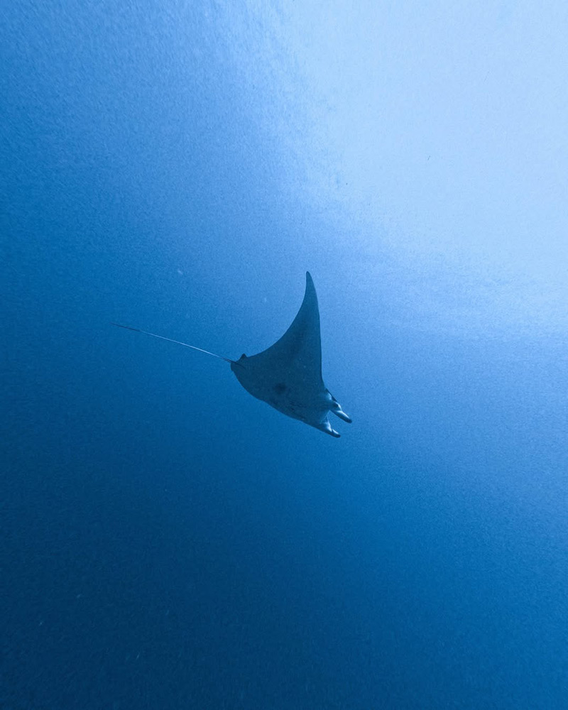 Manta ray swimming at Manta Point