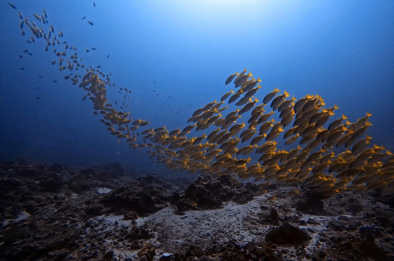 School of fish at Manta Point, Gili Trawangan