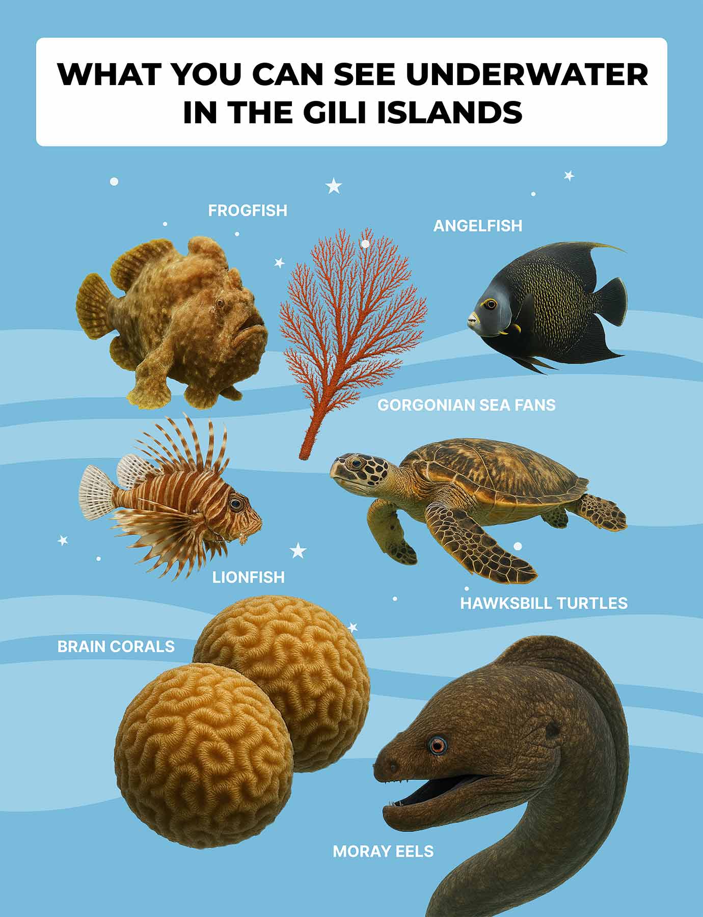 Diversity of marine life underwater in the Gili Islands