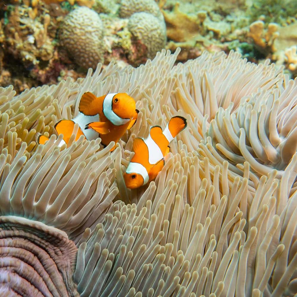 Fisha and coral reefs at Shark Point