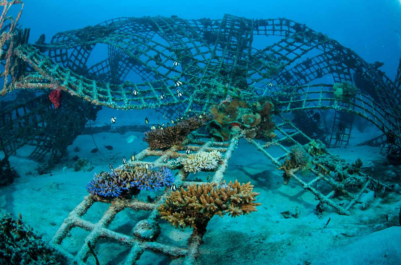Biorocks - coral reefs and fish