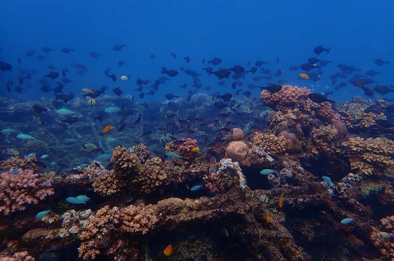Fish and coral reefs on Biorocks depth