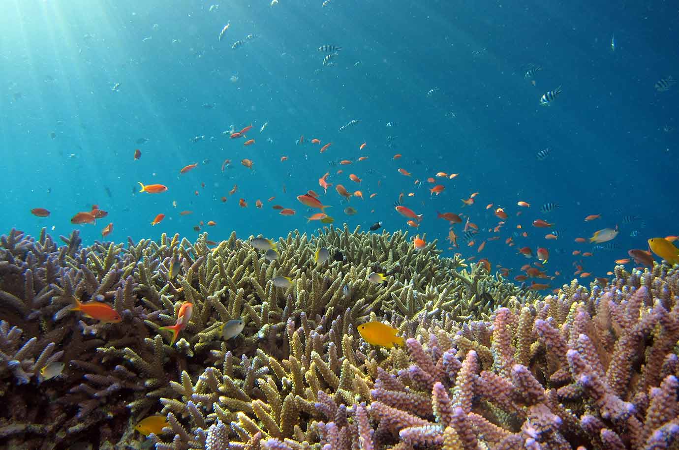 The underwater view of Frogfish Point