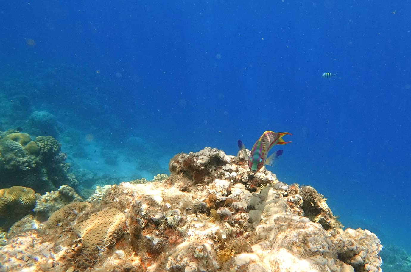 Coral reefs at Frogfish Point, Gili Air