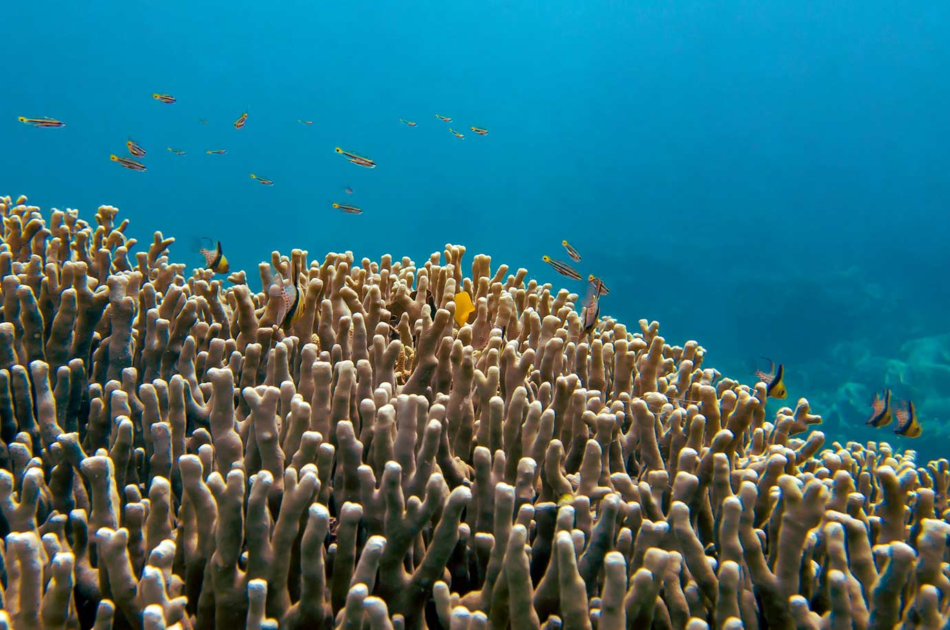 Different coral reefs at Hans Reef snorkeling spot