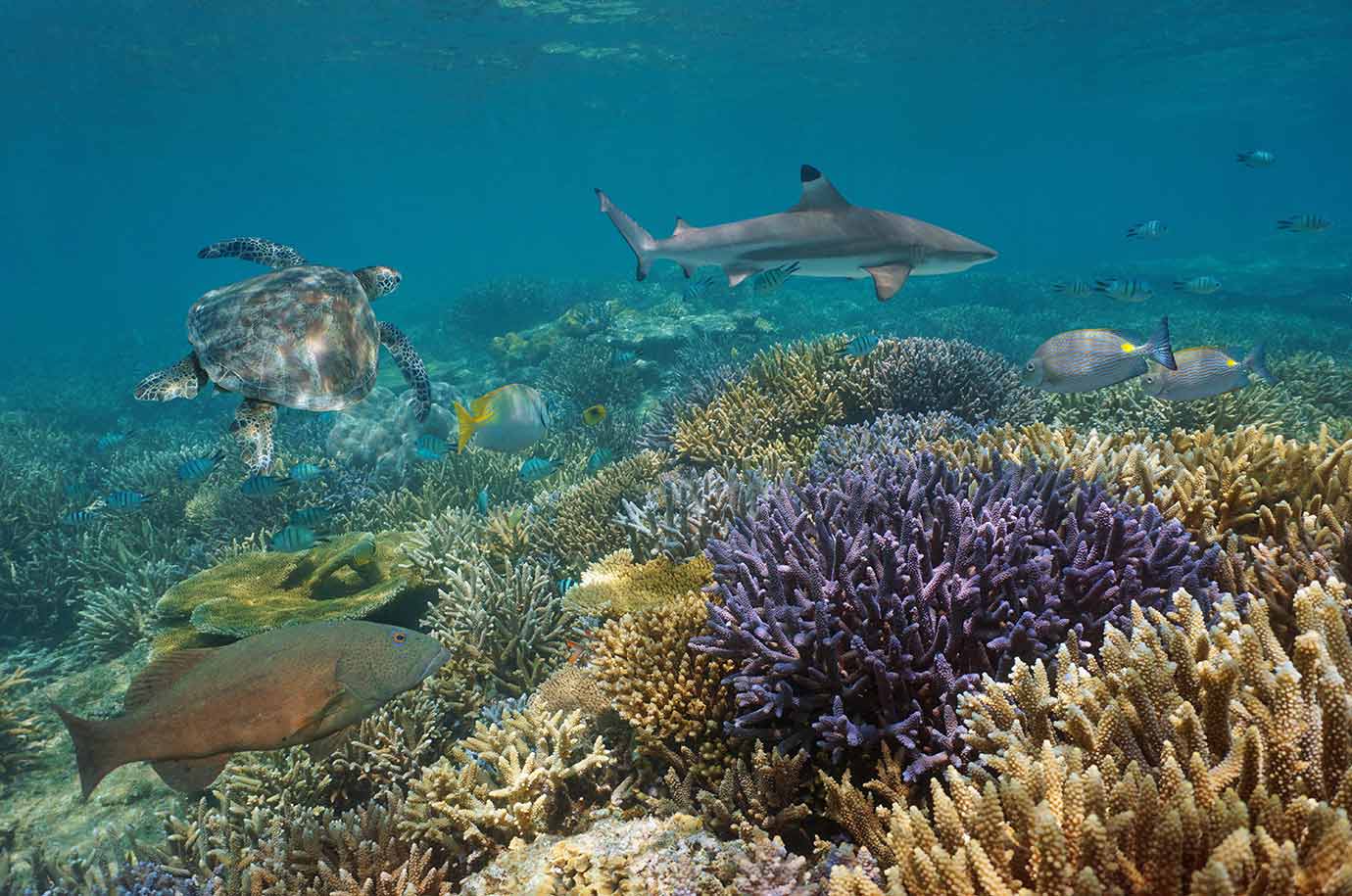Hans Reef - sharks, turtles and different fish