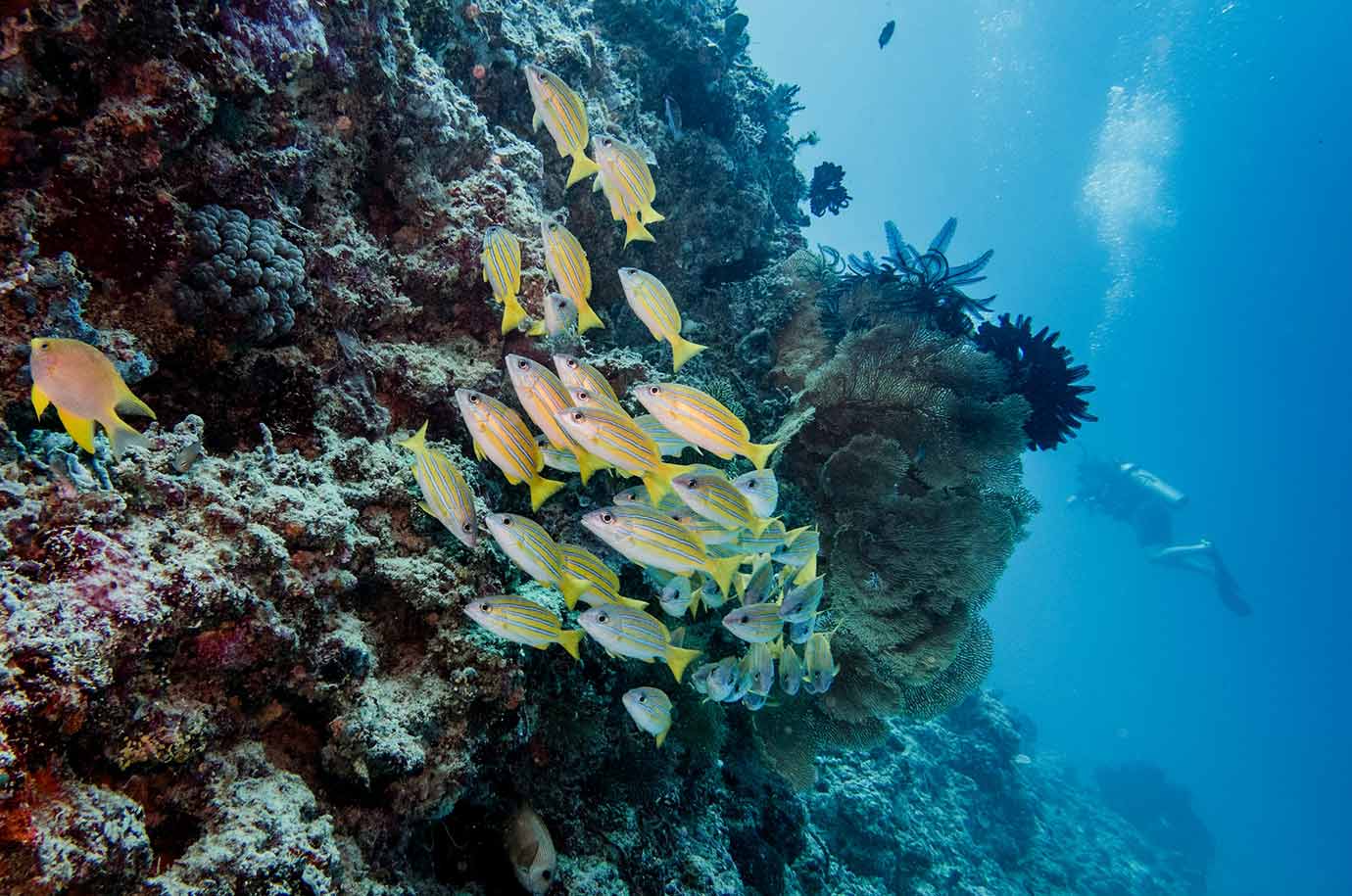 A number of different fish in Meno Slope spot