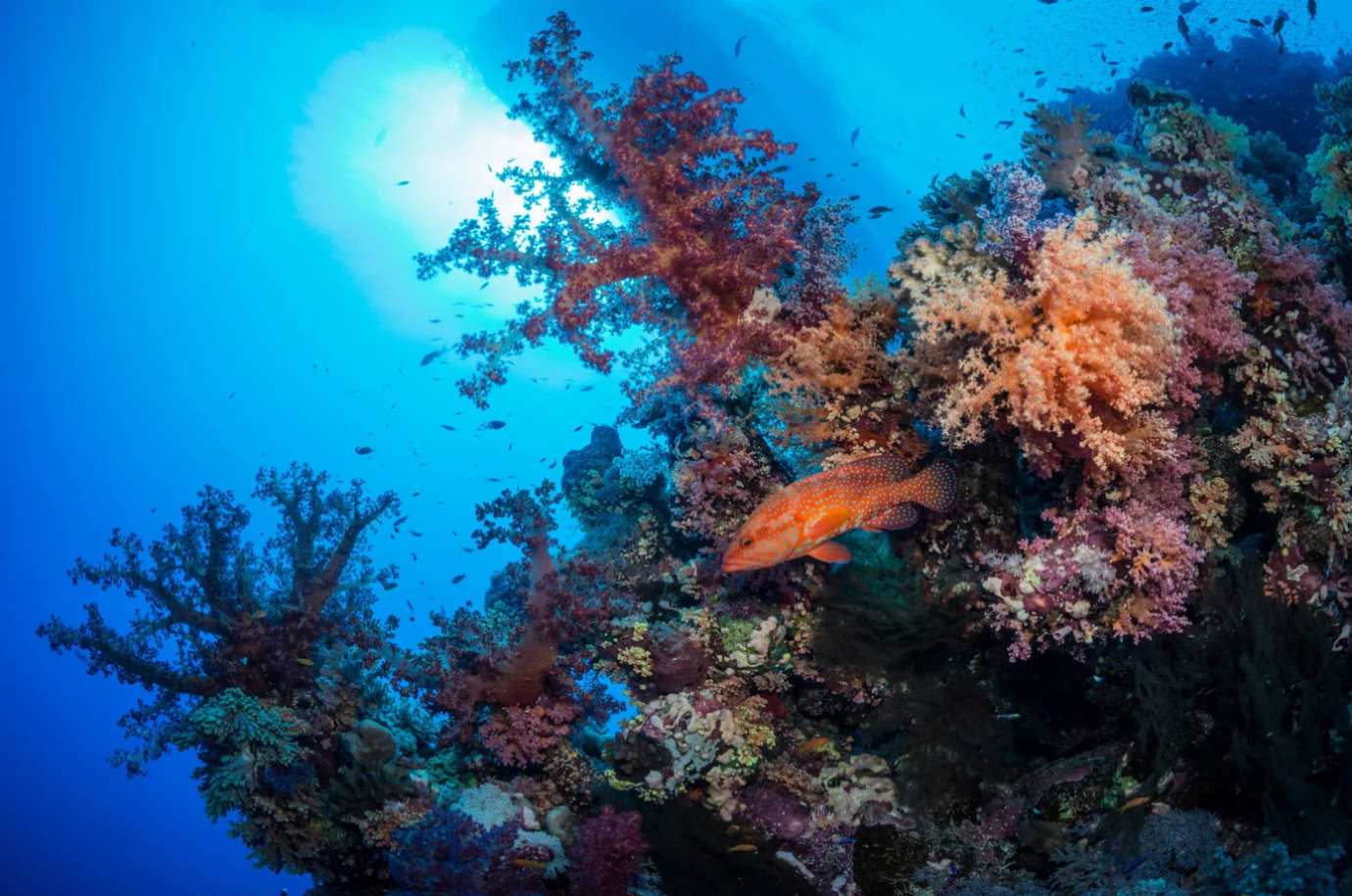 Coral reefs and fish in Meno Slope